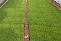 水稻苗床管理技术，浇水时一定要浇透