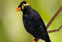 成年鹩哥一天喂多少次食，基本上每天要喂一到两次