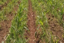 吉农H2大豆种简介，出苗至成熟平均116天