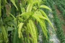 果树叶片发黄怎么办，要合理进行夏剪和灌水