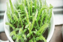 火龙果苗怎么过冬，可采用埋土法进行防寒