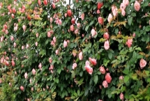 藤本月季不开花的原因，可能是缺乏光照或修剪不当等