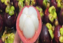 山竹的产地，主要集中在热带地区