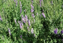 黄芩种子的价格,品种、质量不同导致价格差异较大