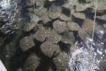 多宝鱼养殖的市场前景，是一个非常不错的养殖项目