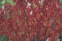 红枫叶枯病的症状,主要为害叶片