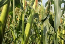 科华365玉米种子特征介绍，注意防治茎腐病