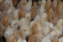 小鸡感冒的症状,主要表现为流鼻涕和绒毛疏松