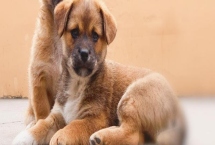 狗狗缺钙如何解决，可饲喂虾、蛋、骨头汤等富含钙元素的食物