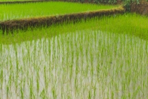 榕25S水稻品种特性，在福建泉州4月26日播种