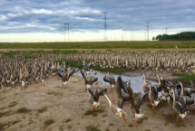 大雁的养殖方法,可在养殖舍内圈养