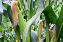 P6512玉米品种特性，中抗大斑病（5MR）