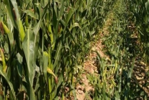 新美甜814玉米品种特性，中等肥力以上地块栽培