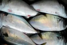 鲐鱼的产地，我国近海均产之