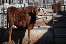 母牛一直站着不趴下是怎么回事，可能是腿部出现了病变