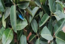 怎么养殖橡皮树，除夏季以外其它季节均可放在光照充足的位置