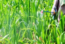 冠玉137玉米种子特征介绍，一般6月10-20日播种为宜