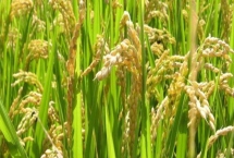 原香优兆香丝苗水稻种子产量特性，每亩有效穗数18.2万穗