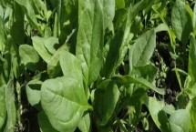 菠菜的种植时间,春菠菜在3月播种