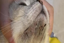 猫咪得了黑下巴如何治疗，建议多注意日常清洁