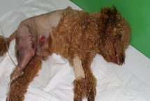 犬佝偻病的发病原因，可能是缺乏营养所致