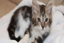 幼猫腹泻的原因，可能是消化不良或感染了寄生虫等