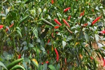 小米辣栽培技术，定植在土壤温度为15℃以上的时候进行