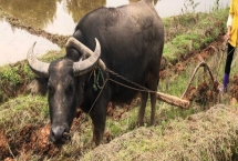 牛有哪些精神和品格，具有勤劳憨厚的品格