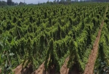 山药的种植方法，选择微酸性至中性土壤为佳