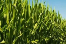 现代579玉米种子特征介绍，适宜播种期4月下旬至5月上旬