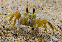 河蟹的价格，一斤需要10-35元左右