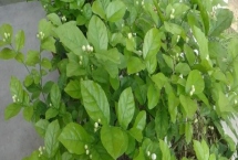 茉莉花烂根的原因及解决方法，可能是盆土不适或浇水不当所致