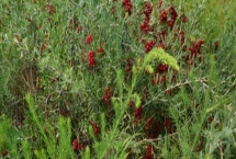 白刺果有哪些品种，全世界共有8种