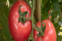 番茄的种植管理方法,一般是从整苗开始