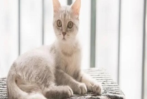 猫咪如何美毛，补充营养很重要