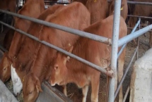 家畜饲养的情况，大多数企业都处于传统粗放型的发展状态