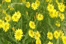 苦荬菜和蒲公英的区别，叶子和花朵均不同