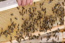 蜂群合并后第二天是什么状态，秩序一般会恢复正常