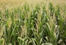 粘玉米的种植方法，种植隔离不可低于300米