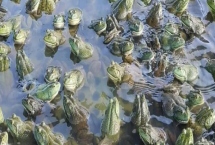 牛蛙的养殖技术，选择水源充足、水质良好的地方建造池塘