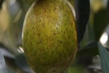 柑桔黑点病的发病条件，果园通风差或湿度大等均会导致