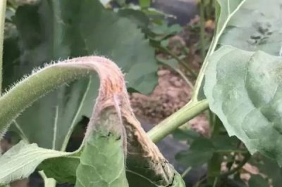 怎么防治油葵菌核病,播种前可用菌核净、萎锈灵等药物拌种