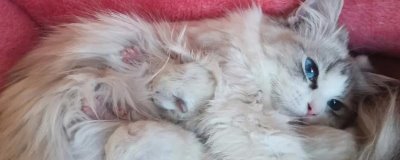 母猫发情能不能做绝育,发情时不可以做绝育手术