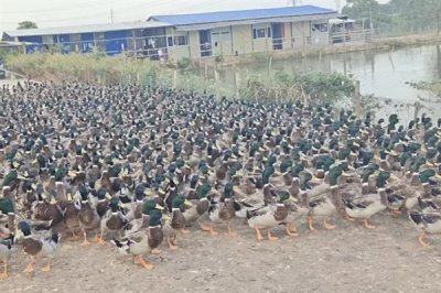 养殖绿头鸭的前景，现今市场需求大前景广阔