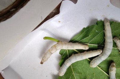 养蚕的注意事项,一定要选择新鲜的桑叶