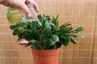 蟹爪兰叶子发黄的原因及处理方法，可能是浇水过多或阳光直射导致的