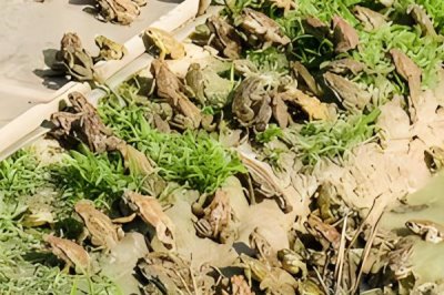 蟾蜍如何安全越冬,进入冬眠时加强营养
