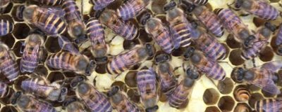 杀死蜂王会怎么样，会将工蜂幼虫改造成王台来育王