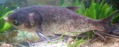 花鲢和白鲢的区别,花鲢两侧有黑斑、白鲢两侧呈银白色