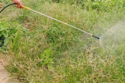 除草剂加芸苔素混用的效果，通常会降低药效